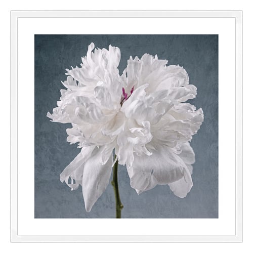 Peony on Blue Printed Wall Art