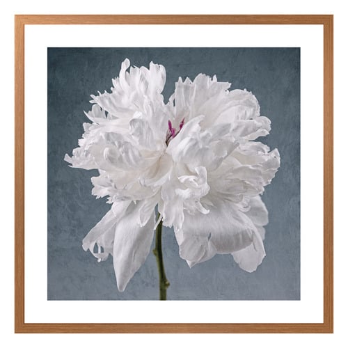 Peony on Blue Printed Wall Art