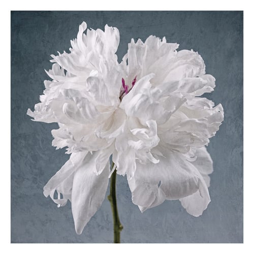 Peony on Blue Printed Wall Art