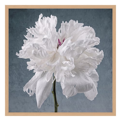 Peony on Blue Printed Wall Art
