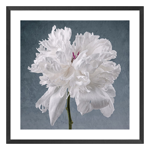Peony on Blue Printed Wall Art