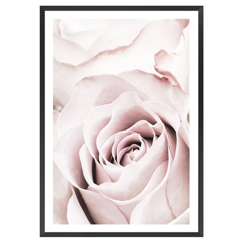 Pink Roses No 5 Printed Wall Art
