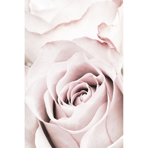 Pink Roses No 5 Printed Wall Art