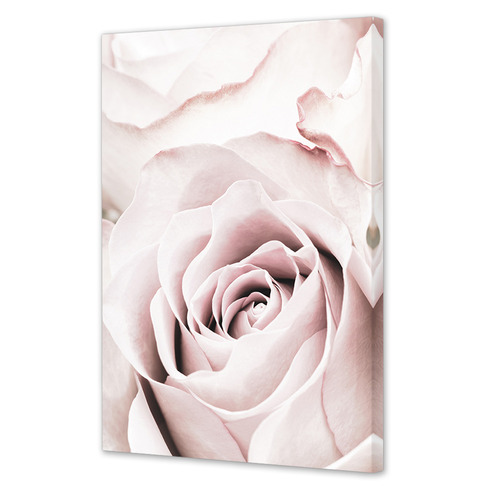 Pink Roses No 5 Printed Wall Art
