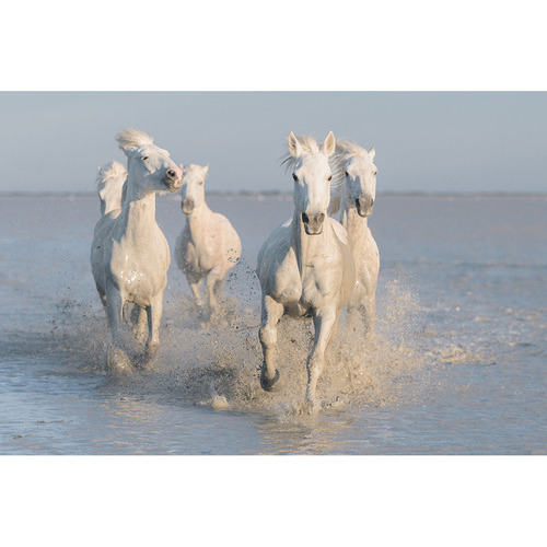 Horses Printed Wall Art