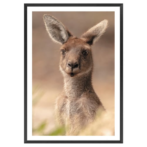 The Beautiful Roo Printed Wall Art