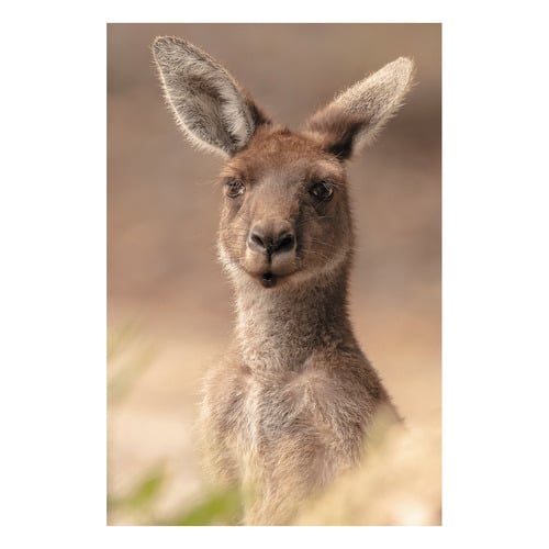 The Beautiful Roo Printed Wall Art