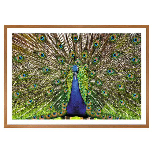 Peacock Printed Wall Art