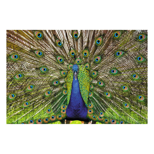 Peacock Printed Wall Art