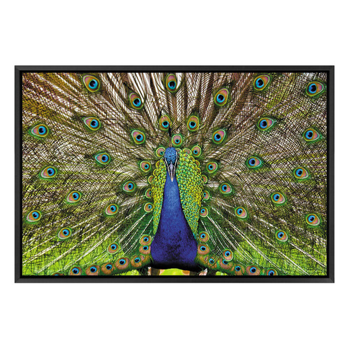 Peacock Printed Wall Art