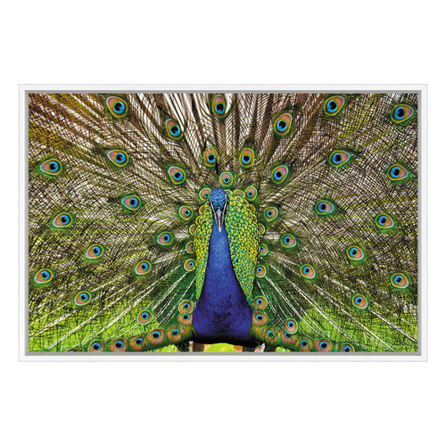 Peacock Printed Wall Art