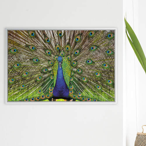 Peacock Printed Wall Art