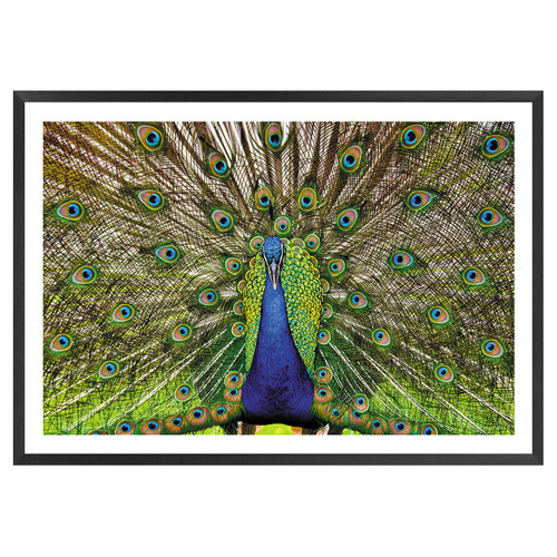 Peacock Printed Wall Art