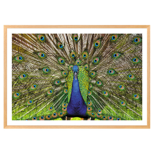Peacock Printed Wall Art
