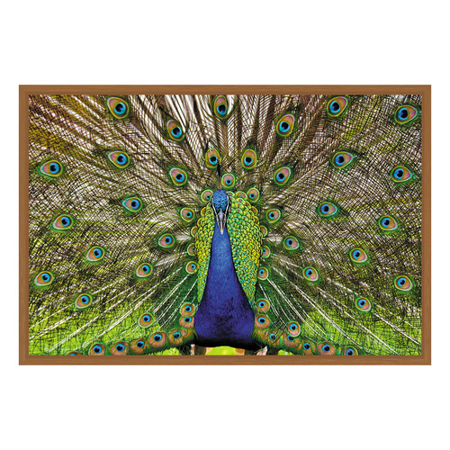 Peacock Printed Wall Art