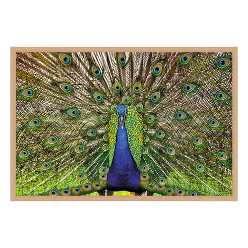 Peacock Printed Wall Art