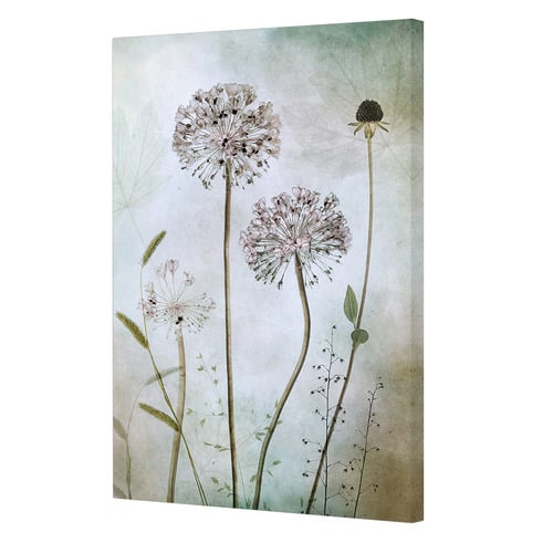 Allium Canvas Wall Art