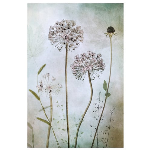 Allium Canvas Wall Art
