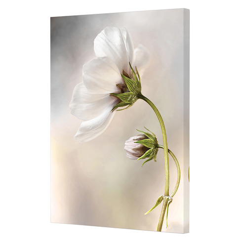 Heavenly Cosmos Canvas Wall Art