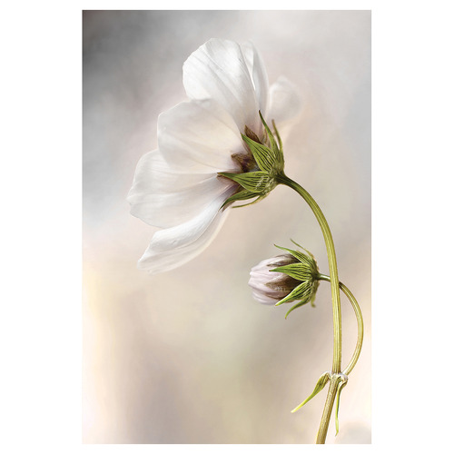 Heavenly Cosmos Canvas Wall Art