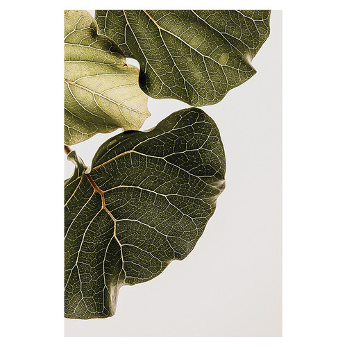 2 Piece Leaf Vein Canvas Wall Art Set