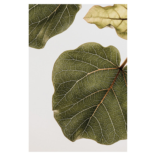 2 Piece Leaf Vein Canvas Wall Art Set