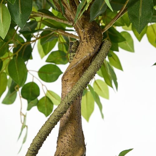 180cm Potted Faux Ficus Trees