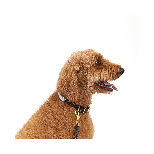 Leather & Cotton Rope Dog Collar