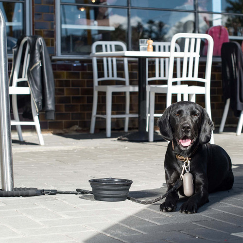 Black Travel Dog Bowl