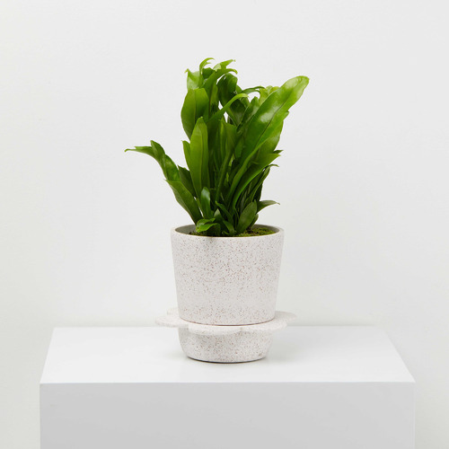 Speckled-Style Spring Stoneware Planter