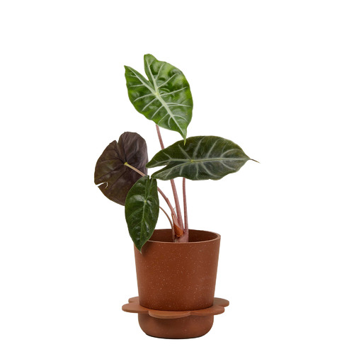Speckled-Style Spring Stoneware Planter