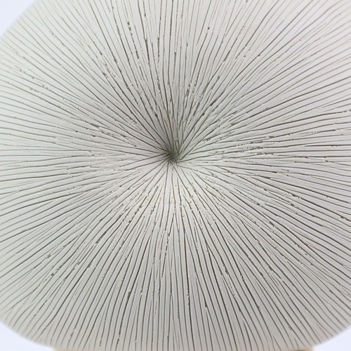 White Mollusc Oceania Vase
