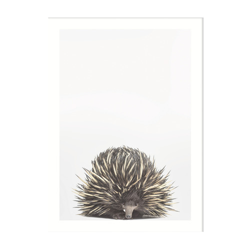 Baby Echidna Framed Printed Wall Art