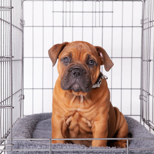 Hammertone Grey Steel Mobile Pet Crate