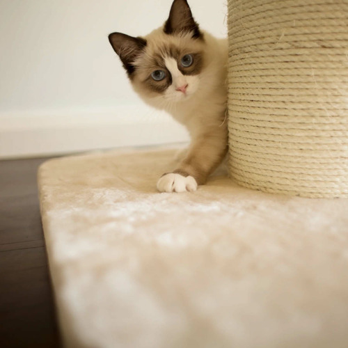 100cm Cat Scratching Post with Bed