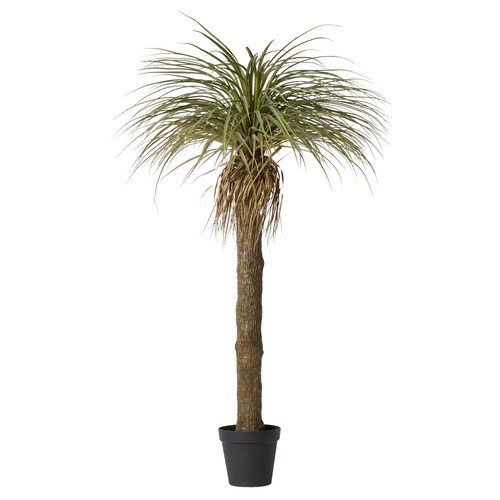 183cm Potted Faux Yucca Grass Tree
