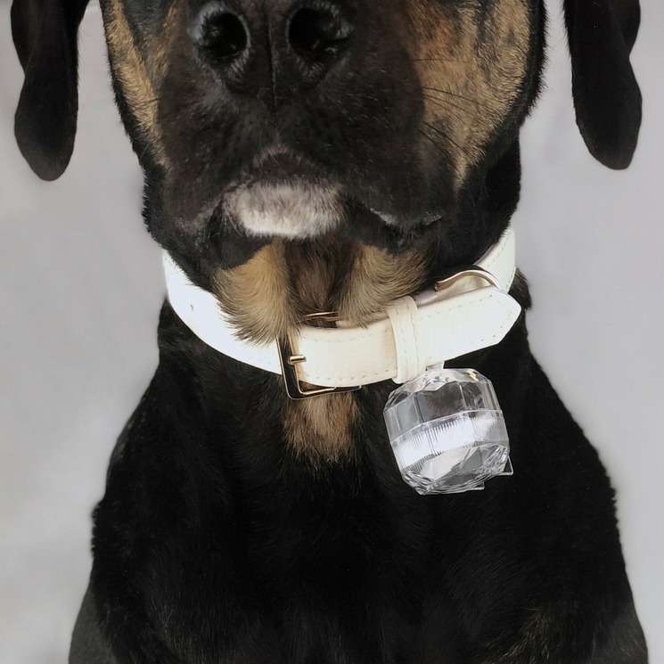 dog collar ring holder