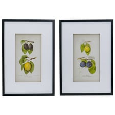 2 Piece Botanical Framed Paper Print Wall Art Set