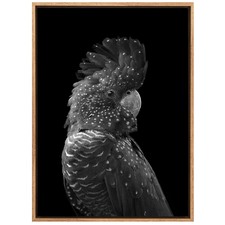 The Masked Ball Black Cockatoo Canvas Wall Art