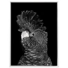 The Masked Ball II Black Cockatoo Canvas Wall Art