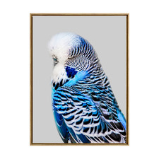 Blue Budgie Framed Canvas Wall Art