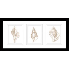 Stunning Shells Series Framed Trio Print
