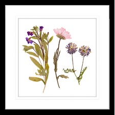 Spring Wildflowers I Framed Print
