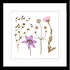Spring WIldflowers IV Framed Print