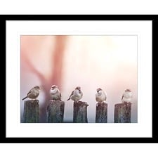 Swallows Song III Framed Print