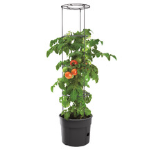 Tomato Grower Planter