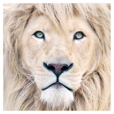 Lion King Photographic Printed Wall Art