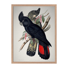 Red Tailed Black Cockatoo Framed Printed Wall Art