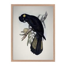 Yellow Tailed Black Cockatoo Framed Printed Wall Art