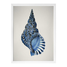 Indigo Conch I Framed Printed Wall Art